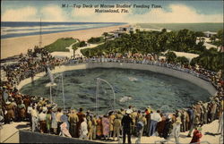 Top Deck at Marine Studios Feeding Time Postcard