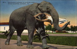 Performing Elephant at Ringling Bros. Winter Quarters Sarasota, FL Postcard Postcard