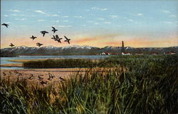 Bird Refuge Postcard