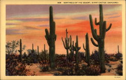 Sentinels of the Desert, Giant Cactus (Sahuaro) Postcard