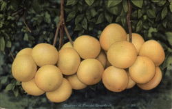 Cluster of Florida Grapefruit Postcard Postcard