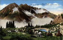 Trail Riders in the Olympic National Park Postcard