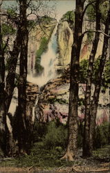 Sycamore at Yosemite Falls, California Postcard