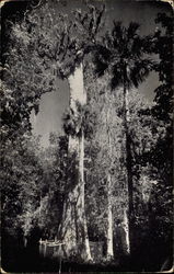 Florida's Big Tree Orlando, FL Postcard Postcard