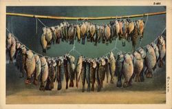 Fish Strung on a Line Postcard