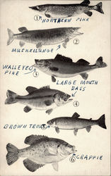 Various Fish Fishing Postcard Postcard