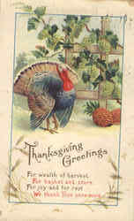 Thanksgiving Greetings Postcard