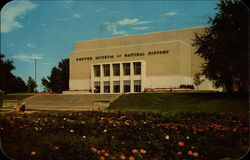 Museum of Natural History Postcard