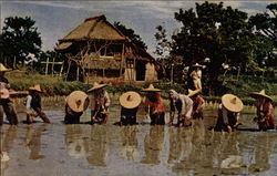 Rice Planting to Accompaniment of Native Guitar, Luzon Postcard