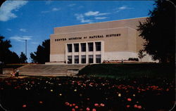 Denver Museum of Natural History Colorado Postcard Postcard