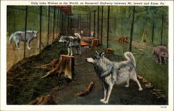 Only Lobo Wolves in the World on Roosevelt Highway Postcard