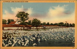 A Typical Long Island Duck Farm Postcard