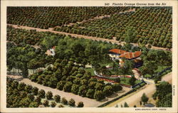 Florida Orange Groves from the Air Fruit Postcard Postcard