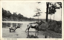 F. P. Ranch Oklahoma Postcard Postcard