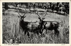 F.P. Ranch Postcard