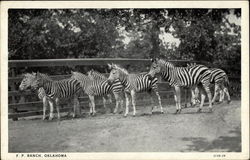 Zebras F.P. Ranch, OK Postcard Postcard