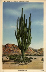 World's Largest Sahuaro Cactus Cactus & Desert Plants Postcard Postcard