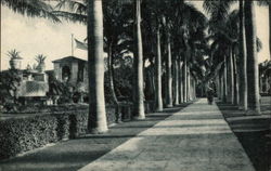 Royal Palm Walk, Boca Raton Club Florida Postcard Postcard