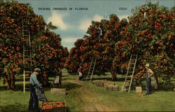 Picking Oranges In Florida Postcard