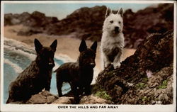 Scottish Terriers Postcard