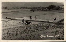 Spring Season in Sha Tin Hong Kong China Postcard Postcard