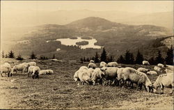 Sheep Grazing in a Pasture on a Hillside Postcard