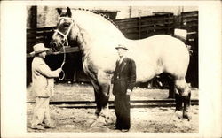 Brooklyn Supreme - World's largest horse Postcard