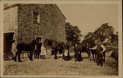 Cow hay farm Postcard