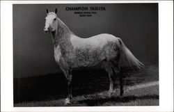 Champion Tasliya Postcard