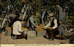 Grading and Assorting Peaches, near Benton Harbor and St. Joseph Michigan Postcard Postcard