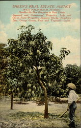 Mango Tree with Fruit, Florida Postcard