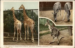 Group of Herbivorous Animals, Zoological Gardens, Cincinnati, Ohio Postcard