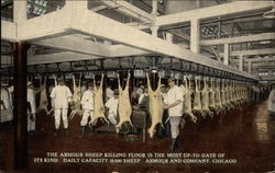 The Armour Sheep Killing Floor, Armour and Company Chicago, IL Postcard Postcard