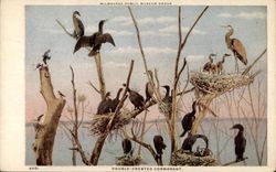 Milwaukee Public Museum Group - Double-Crested Cormorant Wisconsin Postcard Postcard