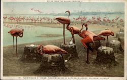 Painting of "Flamingoes at Home", Field Museum of Natural History Postcard