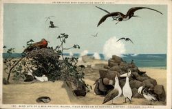 Bird Life of a Mid-Pacific Island Postcard