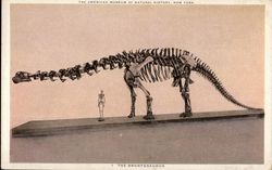 Brontosaurus at the American Museum of Natural History New York, NY Postcard Postcard