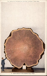 Section of California Big Tree, American Museum of Natural History New York, NY Postcard Postcard