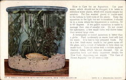 A Small Aquarium with Water Plants Fish Postcard Postcard