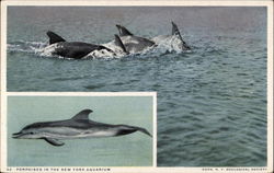 Porpoises in the New York Aquarium, Battery Park New York City, NY Postcard Postcard