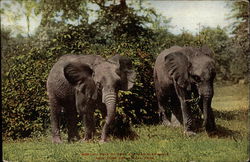 Pair of African Elephants, New York Zoological Park Postcard