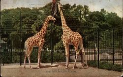 Giraffes, New York Zoological Park Postcard Postcard