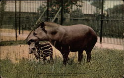 South American Tapir and Young Postcard Postcard