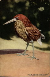 Amazon Tiger Bittern, New York Zoological Park Postcard