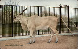 Eland, New York Zoological Park Postcard