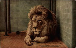 Barbary Lion "Sultan", New York Zoological Park Postcard Postcard