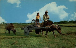 Philippine Farm Scene Farming Postcard Postcard