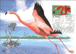 Greater Flamingos Postcard