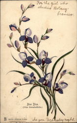 Blue Disa (Disa Graminifolia) Postcard