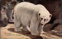 Polar bear, Lincoln Park, Chicago Bears Postcard Postcard